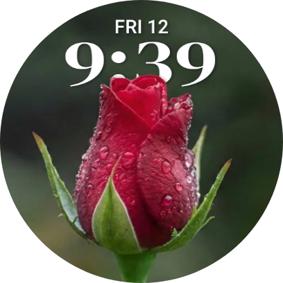 Rose with dewdrops watch face